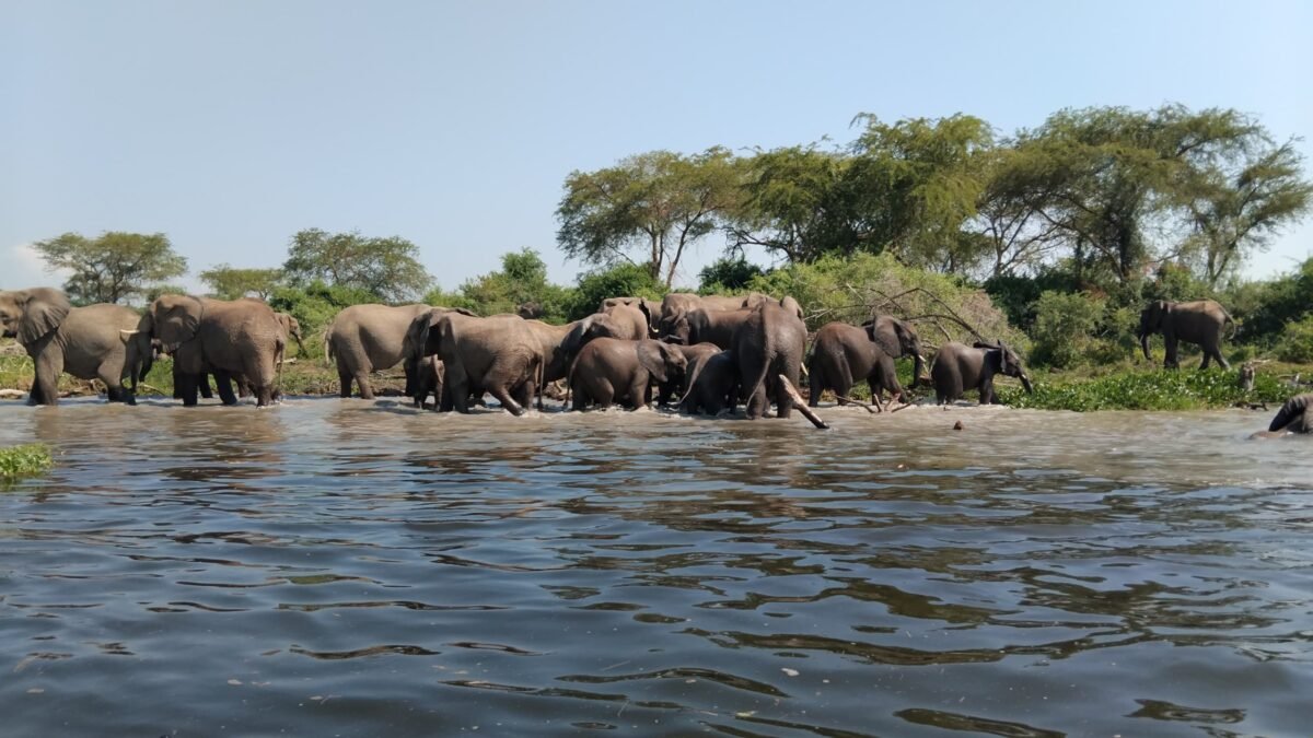 visiting-murchison-falls-national-park